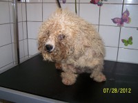 /album/fotogaleria/salon-001-jpg/